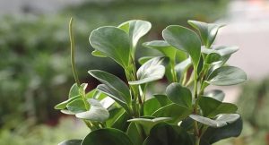 Mệnh mộc hợp cây gì? Top 15 cây phong thủy mệnh mộc mang may mắn