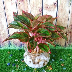 Cây phú quý: Ý nghĩa, công dụng, cách trồng và cách chăm sóc