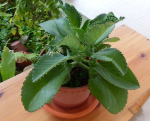 Cây sống đời: Đặc điểm, ý nghĩa và tác dụng trong phong thủy