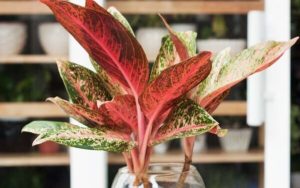 Cây thịnh vượng: Ý nghĩa, hình ảnh, cách trồng, chăm sóc tại nhà