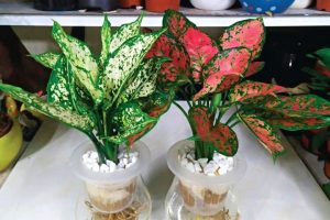 20 Cây thủy sinh đẹp, dễ trồng, giúp lọc bụi hiệu quả