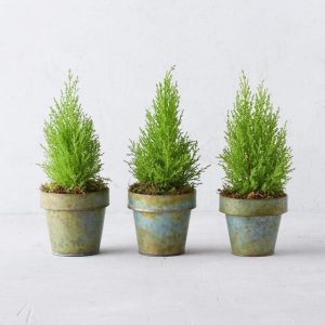 Cây Tùng - Ý nghĩa phong thủy cùng cách trồng và chăm sóc