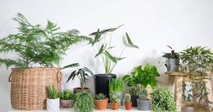 Top 20 cây văn phòng đẹp để bàn phát tài phát lộc