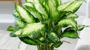 Cây Vạn Niên Thanh hợp mệnh gì? Ý nghĩa, công dụng, cách trồng và chăm sóc