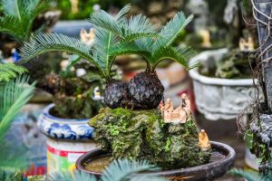 Cây Vạn Tuế hợp mệnh gì? Đặc điểm, ý nghĩa, cách chăm sóc