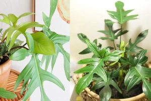 Trầu bà cánh én: Đặc điểm, ý nghĩa, cách trồng và chăm sóc