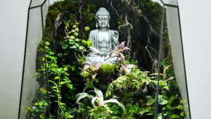 Terrarium là gì? Tính ứng dụng của sản phẩm bể Terrarium trong thực tế đời sống