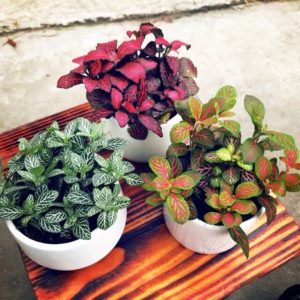 Lá may mắn (Fittonia) - ý nghĩa phong thủy, tình yêu