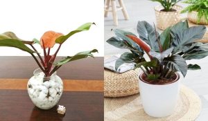 Cây trầu bà đế vương: Ý nghĩa, cách trồng và cách chăm sóc