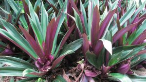 Cây Ngọc Trai: Ý nghĩa, hình ảnh, cách trồng và cách chăm sóc