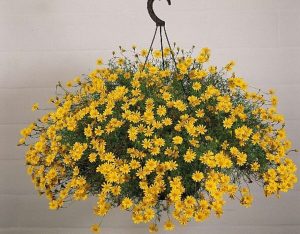 Cây Sao Băng: ý nghĩa, cách trồng và cách chăm sóc tại nhà