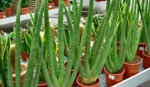 Cây ngà voi: Ý nghĩa, hình ảnh, cách trồng, chăm sóc tại nhà