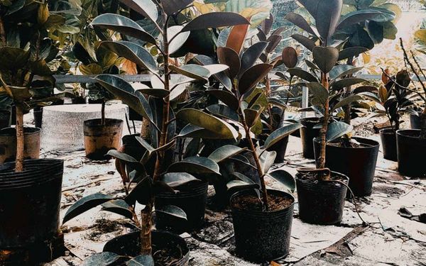 nghia-va-nhung-cong-dung-huu-ich-cua-cay-da-bup-do-202108021115026619_95b61e62a7964b9f96ec756714b618c7_grande Cách trồng và chăm sóc đa búp đỏ