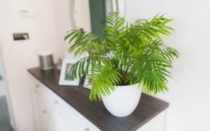 Cây cau tiểu trâm hợp mệnh gì? Đặc điểm và cách chăm sóc