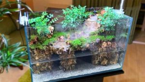 Terrarium là gì? Tìm hiểu những loại terrarium đẹp, độc đáo nhất