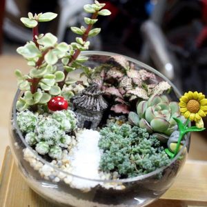 Ý tưởng tiểu cảnh terrarium sen đá chậu thủy tinh đẹp, ấn tượng