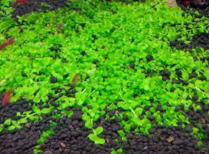 Cây Trân Châu Ngọc Trai: Cách trồng và chăm sóc tại nhà