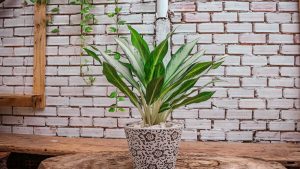 Cây bạch mã hoàng tử hợp mệnh gì? Ý nghĩa, đặc điểm, cách chăm sóc