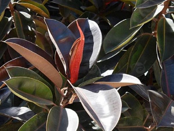 y-nghia-cay-da-bup-do_ce4fc306f289496ea5f918a937e3797f_grande Công dụng cây đa búp đỏ